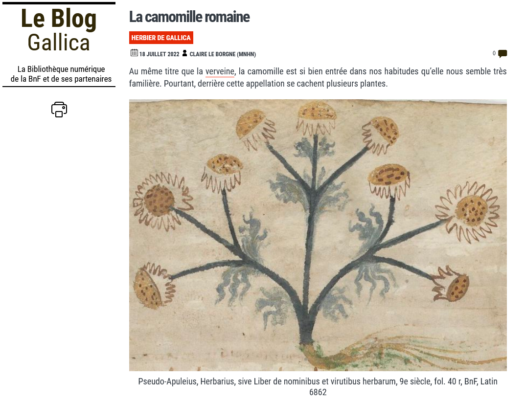 La Camomille romaine - l'Herbier du Diois : plantes aromatiques et