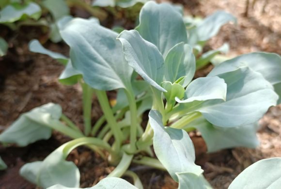 Focus sur la plante huître : Mertense Maritime (Mertensia maritima)