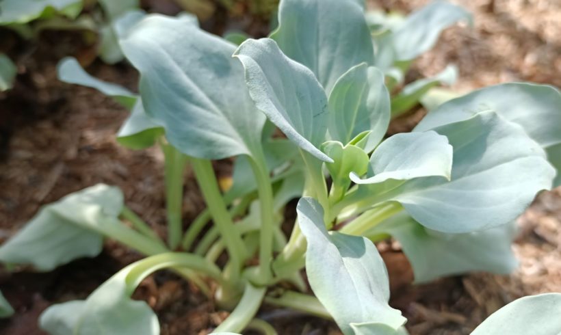 (Français) Focus sur la plante huître : Mertense Maritime (Mertensia maritima)