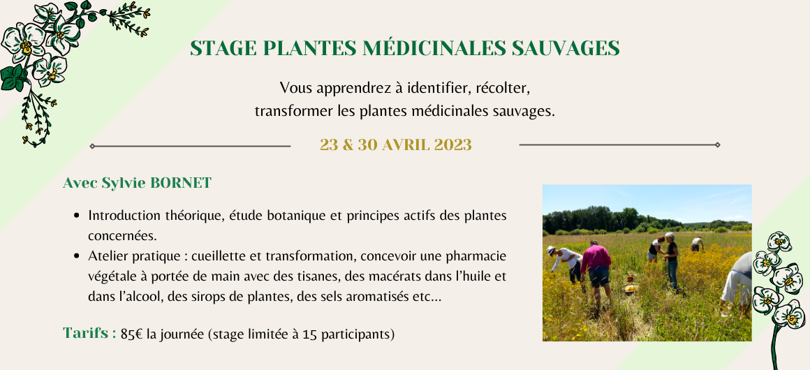 Stage médicinales sauvage 2023