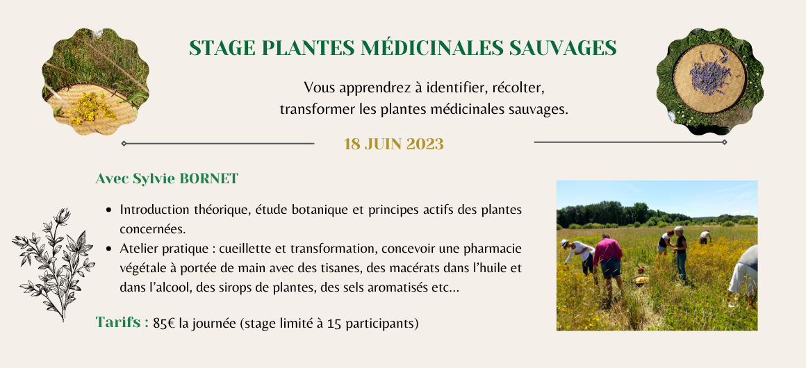 Stage médicinales sauvage 2023